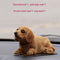 Dachshund